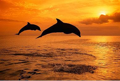 《刺客信条：幻景》CG预告公布 街头小贼蜕变刺客